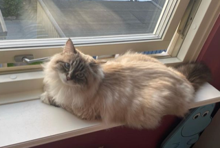 Sibirisk katt Dixie